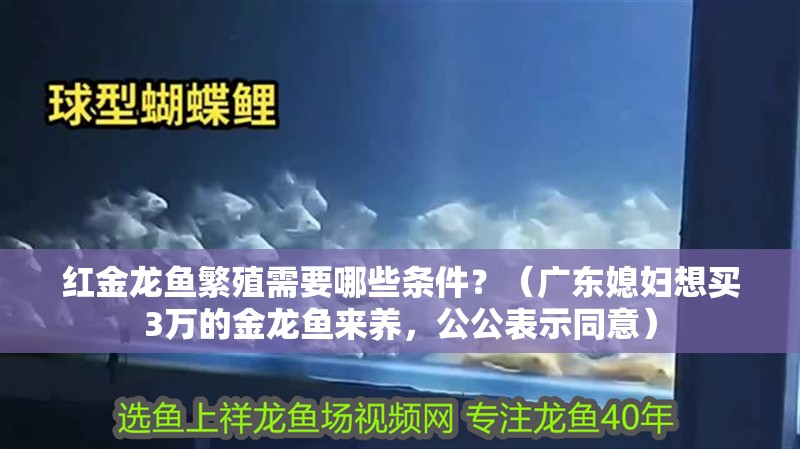 紅金龍魚繁殖需要哪些條件？（廣東媳婦想買3萬的金龍魚來養，公公表示同意）