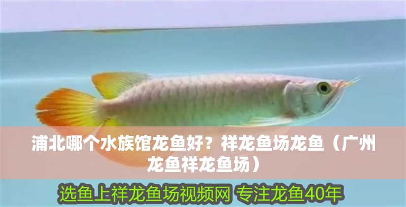 <strong><mark>浦北</mark></strong>哪個水族館龍魚好？祥龍魚場龍魚（廣州龍魚祥龍魚場）