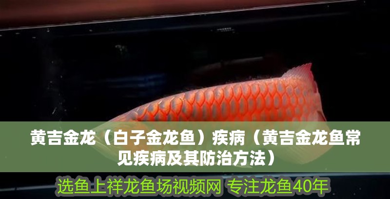 黃吉金龍（白子金龍魚）疾?。S吉金龍魚常見疾病及其防治方法）