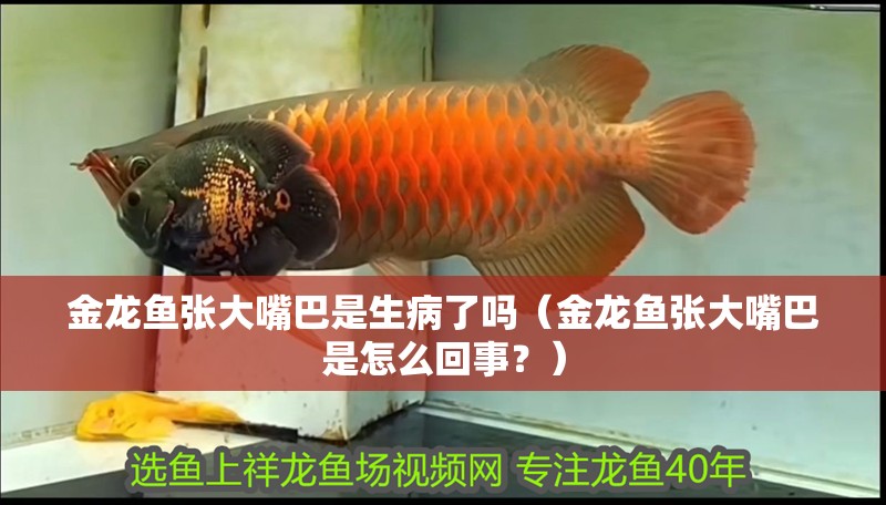金龍魚張大嘴巴是生病了嗎（金龍魚張大嘴巴是怎么回事？）