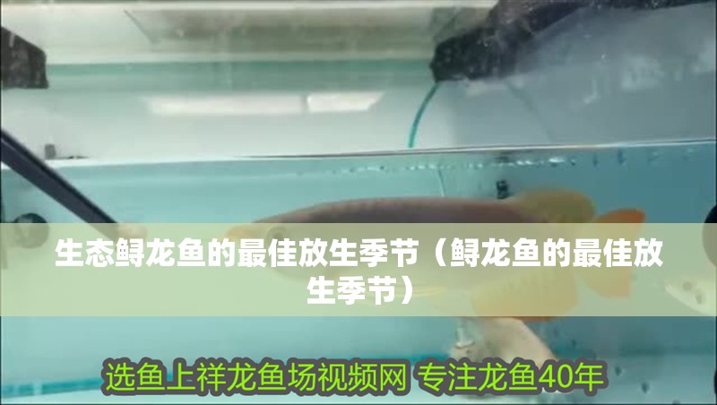 生態鱘龍魚的最佳放生季節（鱘龍魚的最佳放生季節）