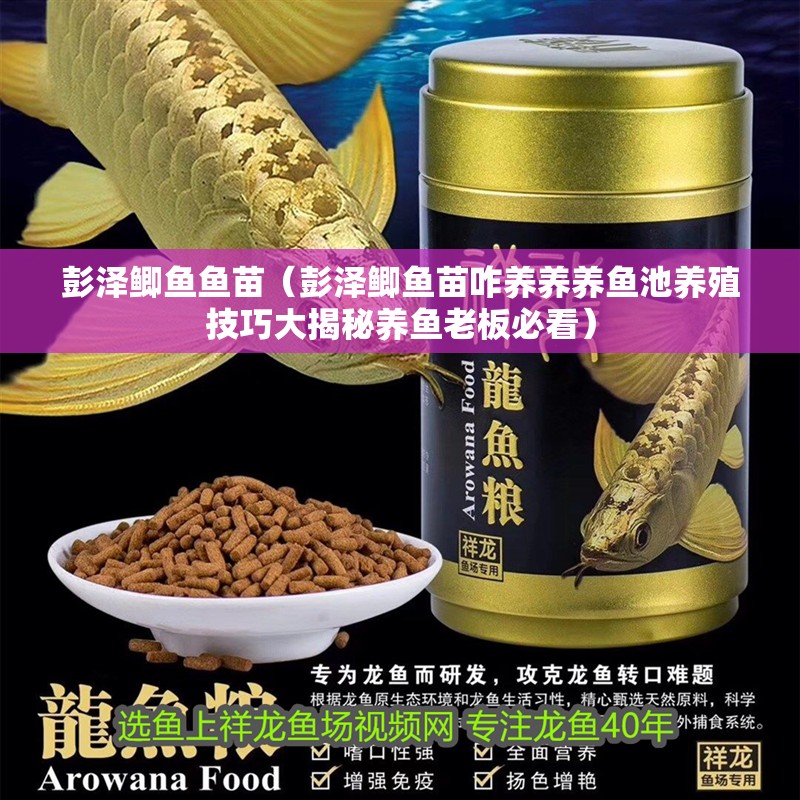 彭澤鯽魚魚苗（彭澤鯽魚苗咋養(yǎng)養(yǎng)養(yǎng)魚池養(yǎng)殖技巧大揭秘養(yǎng)魚老板必看）