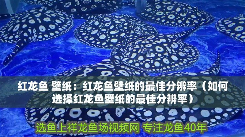 紅龍魚 壁紙：紅龍魚壁紙的最佳分辨率（如何選擇紅龍魚壁紙的最佳分辨率） 紅龍魚 壁紙：紅龍魚壁紙的最佳分辨率（如何選擇紅龍魚壁紙的最佳分辨率） 水族問答