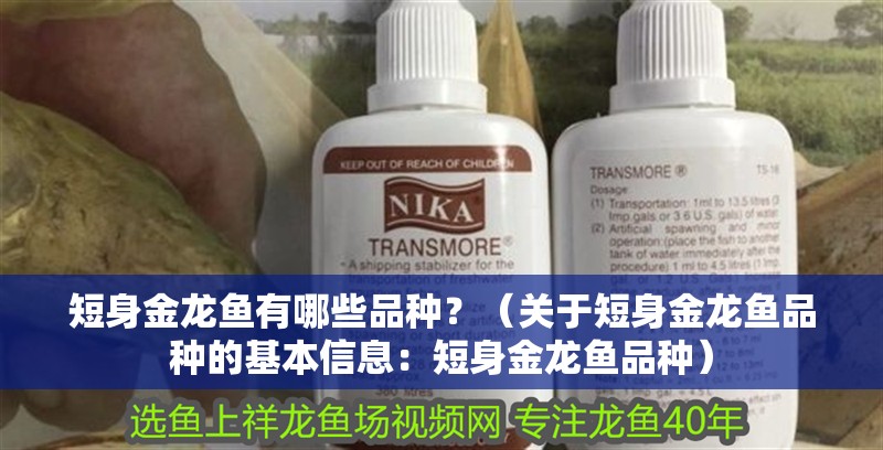 短身金龍魚(yú)有哪些品種？（關(guān)于短身金龍魚(yú)品種的基本信息：短身金龍魚(yú)品種）