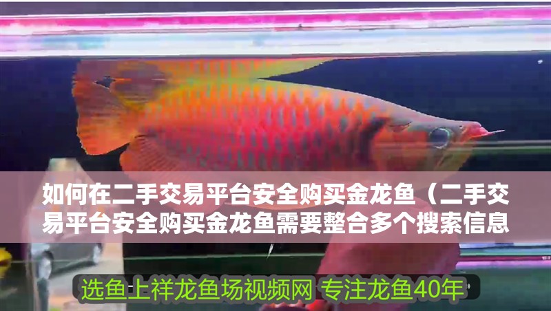 如何在二手交易平臺安全購買金龍魚（二手交易平臺安全購買金龍魚需要整合多個搜索信息）