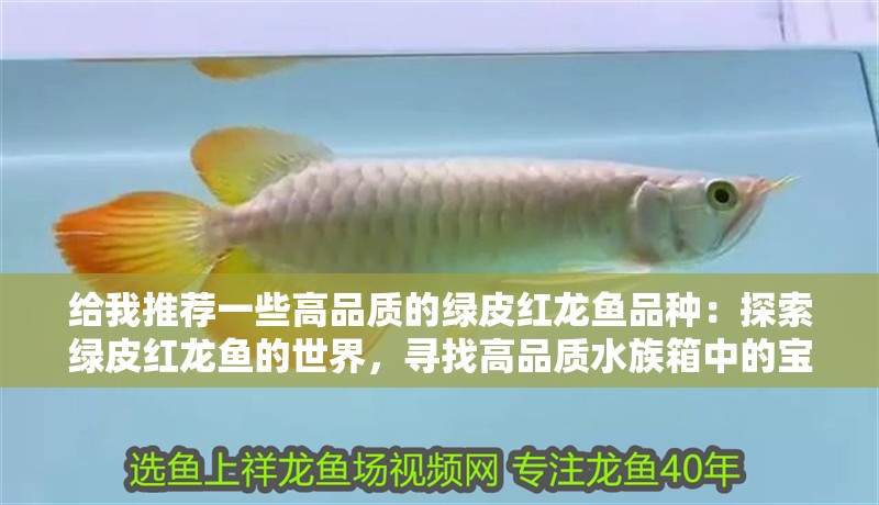 給我推薦一些高品質(zhì)的綠皮紅龍魚品種：探索綠皮紅龍魚的世界，尋找高品質(zhì)水族箱中的寶石（高品質(zhì)的綠皮紅龍魚）