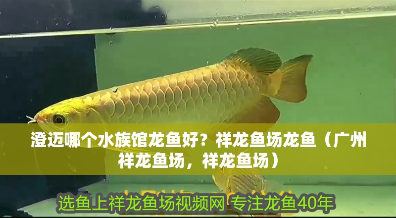 鸚鵡魚和銀龍魚混養怎樣喂食 澄邁哪個水族館龍魚好?祥龍魚場龍魚(廣州祥龍魚場,祥龍魚場) 龍魚百科 澄邁哪個水族館龍魚好?祥龍魚場龍魚(廣州祥龍魚場,祥龍魚場) 澄邁哪個水族館龍魚好?祥龍魚場龍魚(廣州祥龍魚場,祥龍魚場) 龍魚百科