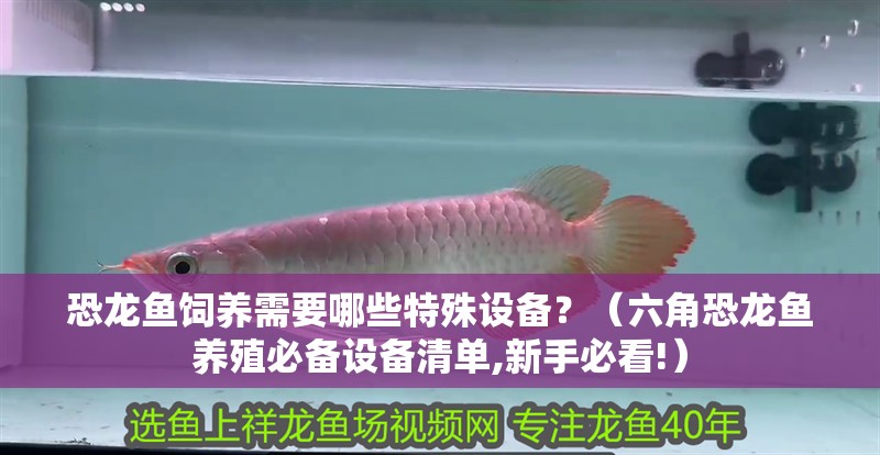 恐龍魚飼養(yǎng)需要哪些特殊設(shè)備？（六角恐龍魚養(yǎng)殖必備設(shè)備清單,新手必看!）