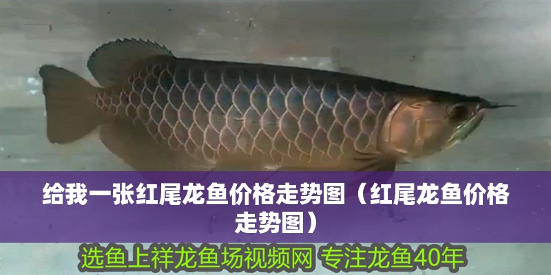 給我一張紅尾龍魚價格走勢圖（紅尾龍魚價格走勢圖）