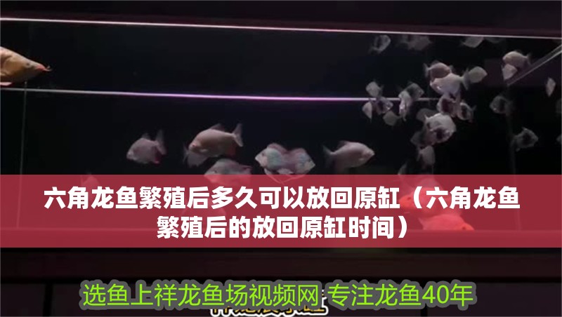 六角龍魚繁殖后多久可以放回原缸（六角龍魚繁殖后的放回原缸時間） 六角龍魚繁殖后多久可以放回原缸（六角龍魚繁殖后的放回原缸時間） 龍魚百科
