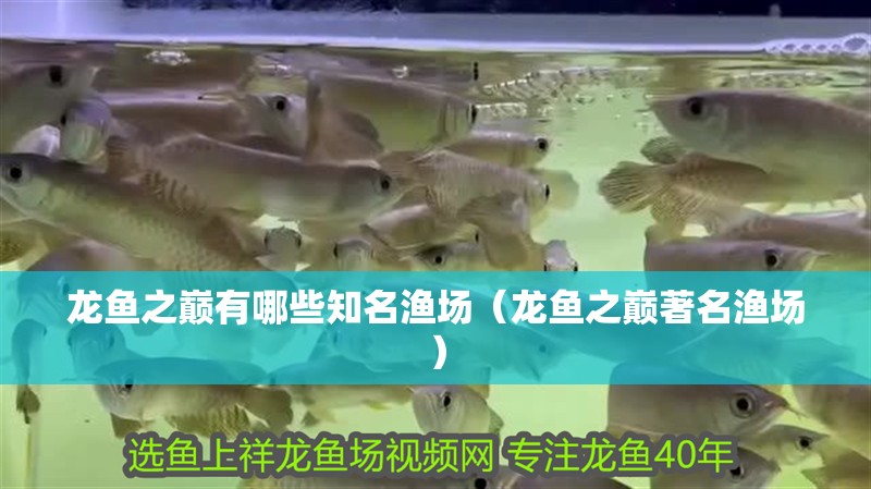 龍魚之巔有哪些知名漁場（龍魚之巔著名漁場） 龍魚之巔有哪些知名漁場（龍魚之巔著名漁場） 龍魚百科