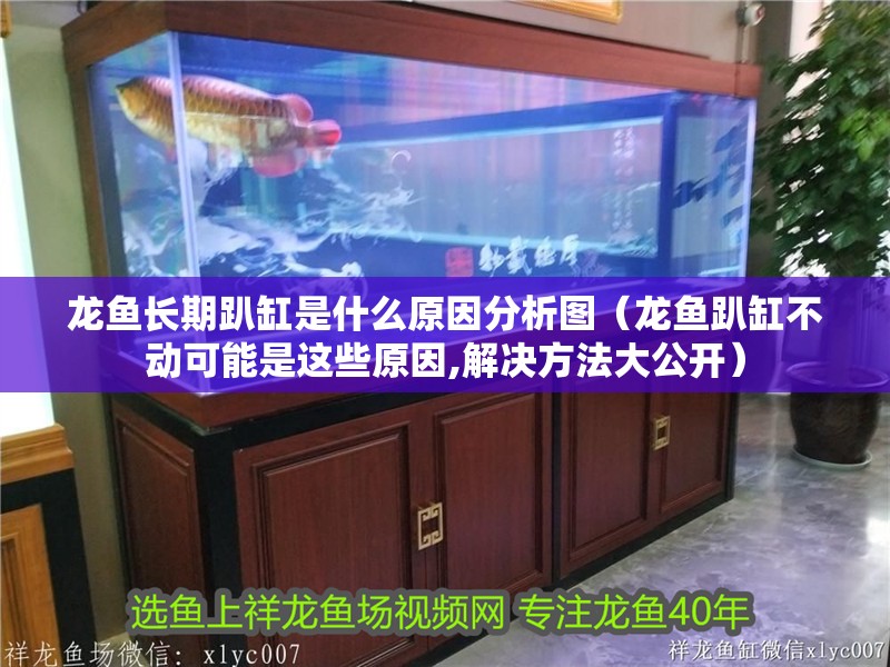 龍魚(yú)長(zhǎng)期趴缸是什么原因分析圖（龍魚(yú)趴缸不動(dòng)可能是這些原因,解決方法大公開(kāi)）