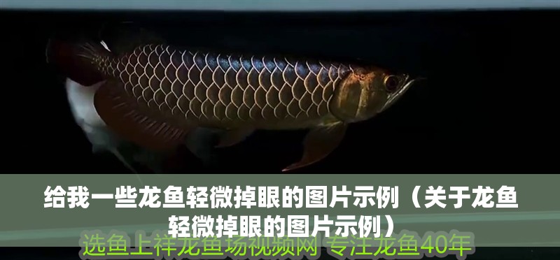 給我一些龍魚輕微掉眼的圖片示例（關(guān)于龍魚輕微掉眼的圖片示例）