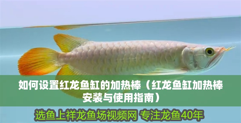 如何設(shè)置紅龍魚缸的加熱棒（紅龍魚缸加熱棒安裝與使用指南）