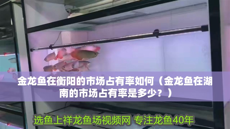 金龍魚在衡陽的市場占有率如何（金龍魚在湖南的市場占有率是多少？）