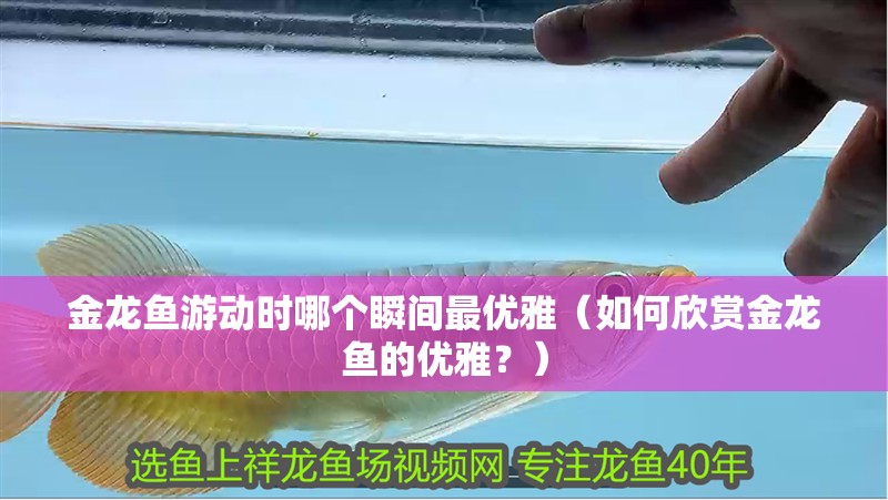 金龍魚(yú)游動(dòng)時(shí)哪個(gè)瞬間最優(yōu)雅（如何欣賞金龍魚(yú)的優(yōu)雅？）