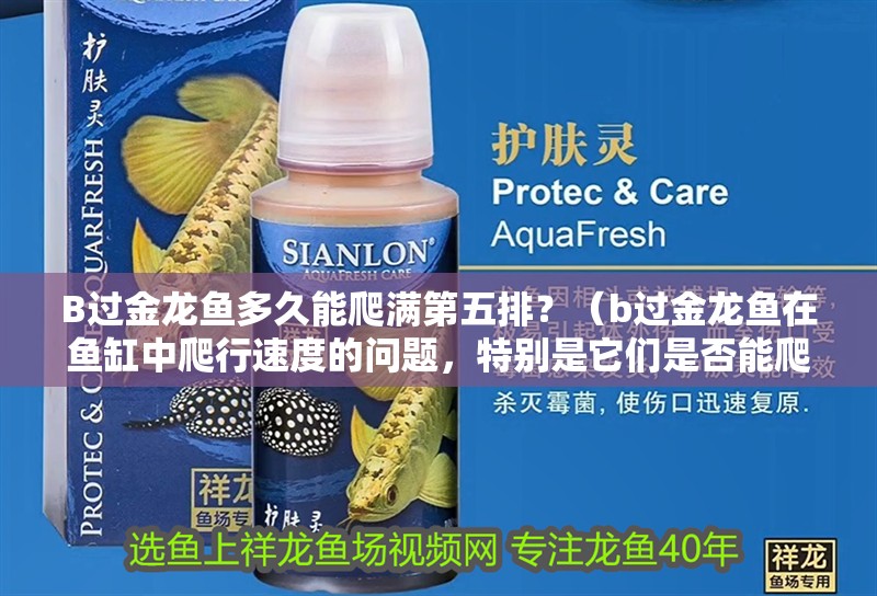 B過(guò)金龍魚多久能爬滿第五排？（b過(guò)金龍魚在魚缸中爬行速度的問(wèn)題，特別是它們是否能爬滿魚缸） B過(guò)金龍魚多久能爬滿第五排？（b過(guò)金龍魚在魚缸中爬行速度的問(wèn)題，特別是它們是否能爬滿魚缸） 龍魚百科