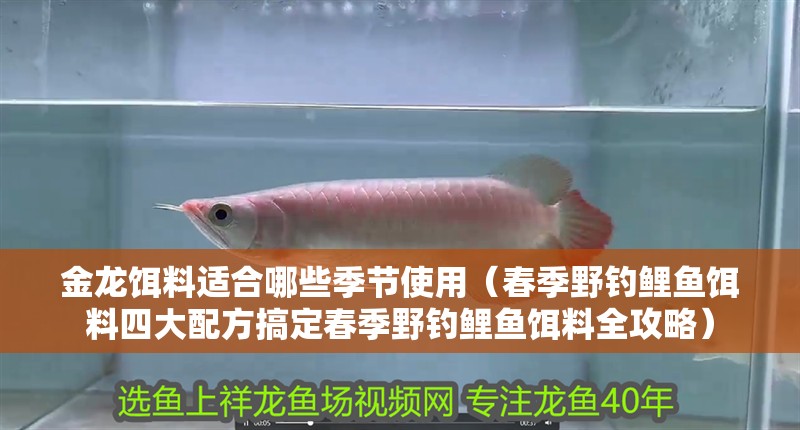 金龍餌料適合哪些季節使用（春季野釣鯉魚餌料四大配方搞定春季野釣鯉魚餌料全攻略）