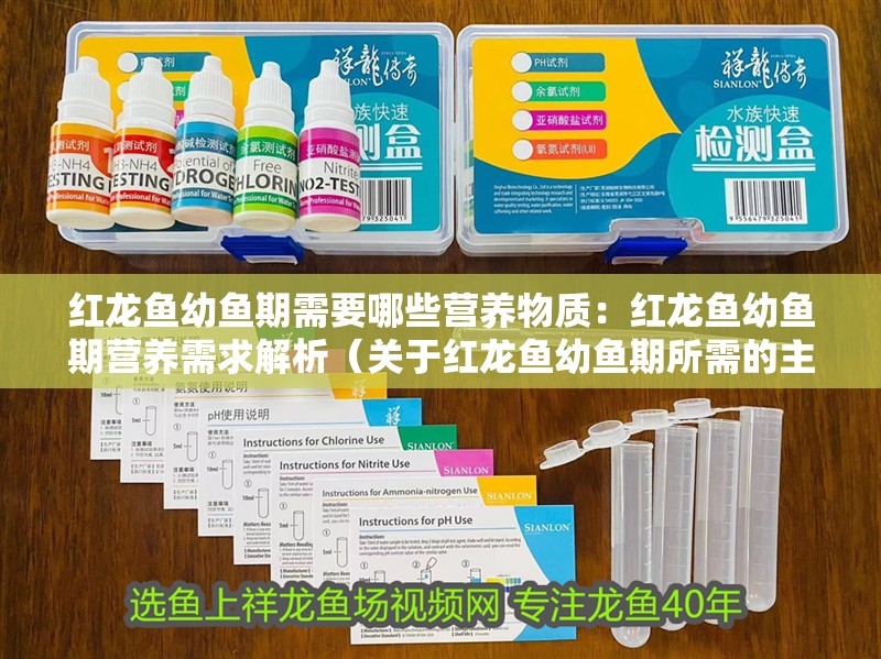 紅龍魚幼魚期需要哪些營養(yǎng)物質(zhì)：紅龍魚幼魚期營養(yǎng)需求解析（關(guān)于紅龍魚幼魚期所需的主要營養(yǎng)成分）