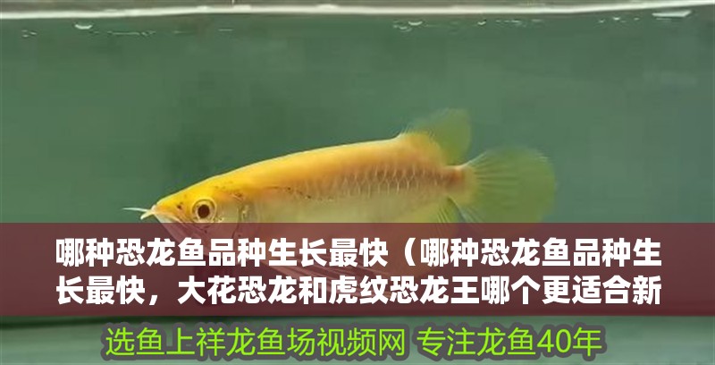 哪種恐龍魚品種生長最快（哪種恐龍魚品種生長最快，大花恐龍和虎紋恐龍王哪個更適合新手） 哪種恐龍魚品種生長最快（哪種恐龍魚品種生長最快，大花恐龍和虎紋恐龍王哪個更適合新手） 龍魚百科
