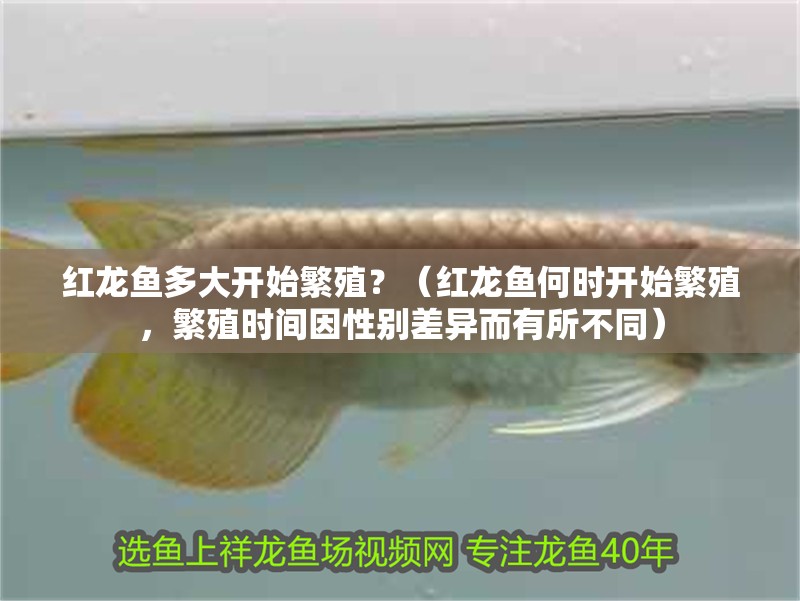 紅龍魚多大開始繁殖？（紅龍魚何時開始繁殖，繁殖時間因性別差異而有所不同）