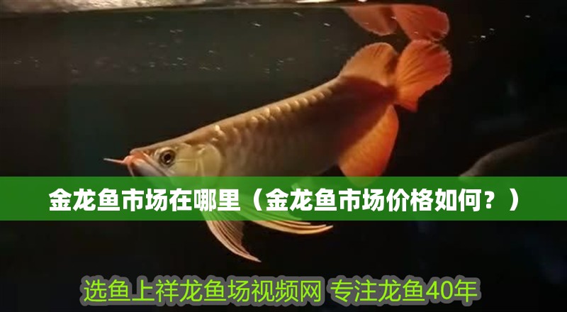 我的虎魚(yú)真菌感染了要怎么處理 金龍魚(yú)市場(chǎng)在哪里(金龍魚(yú)市場(chǎng)價(jià)格如何?) 龍魚(yú)百科 金龍魚(yú)市場(chǎng)在哪里(金龍魚(yú)市場(chǎng)價(jià)格如何?) 金龍魚(yú)市場(chǎng)在哪里(金龍魚(yú)市場(chǎng)價(jià)格如何?) 龍魚(yú)百科