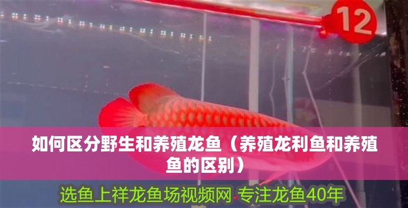 如何區(qū)分野生和養(yǎng)殖龍魚（養(yǎng)殖龍利魚和養(yǎng)殖魚的區(qū)別）