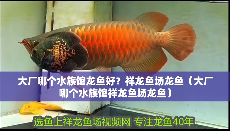 大廠哪個水族館龍魚好？祥龍魚場龍魚（大廠哪個水族館祥龍魚場龍魚）