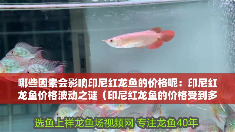 哪些因素會影響印尼紅龍魚的價格呢：印尼紅龍魚價格波動之謎（印尼紅龍魚的價格受到多種因素影響，印尼紅龍魚的價格會影響價格）