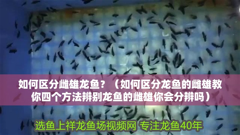 如何區分雌雄龍魚？（如何區分龍魚的雌雄教你四個方法辨別龍魚的雌雄你會分辨嗎） 如何區分雌雄龍魚？（如何區分龍魚的雌雄教你四個方法辨別龍魚的雌雄你會分辨嗎） 龍魚百科