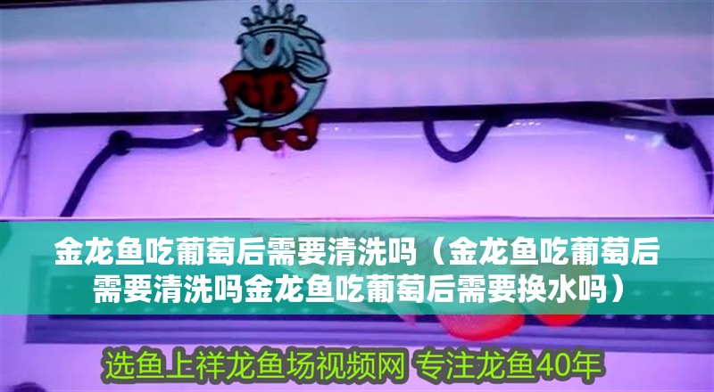 金龍魚吃葡萄后需要清洗嗎（金龍魚吃葡萄后需要清洗嗎金龍魚吃葡萄后需要換水嗎） 金龍魚吃葡萄后需要清洗嗎（金龍魚吃葡萄后需要清洗嗎金龍魚吃葡萄后需要換水嗎） 龍魚百科