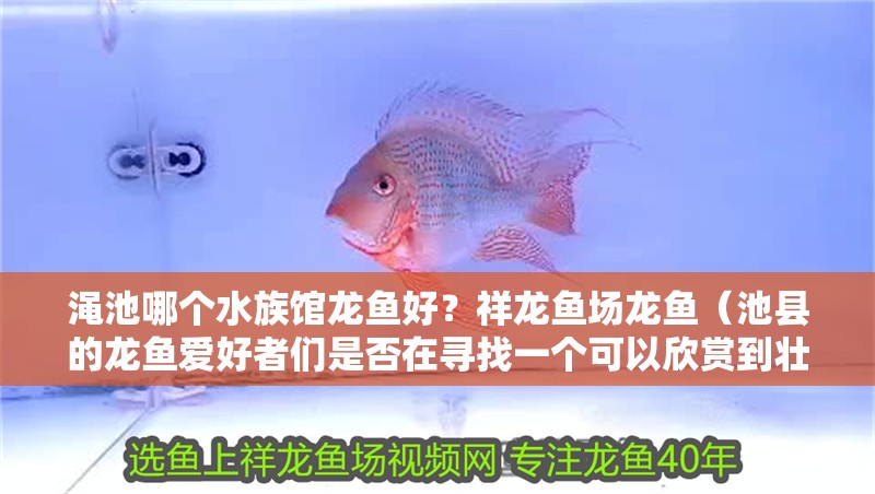 澠池哪個水族館龍魚好？祥龍魚場龍魚（池縣的龍魚愛好者們是否在尋找一個可以欣賞到壯觀龍魚表演的地方） 澠池哪個水族館龍魚好？祥龍魚場龍魚（池縣的龍魚愛好者們是否在尋找一個可以欣賞到壯觀龍魚表演的地方） 龍魚百科