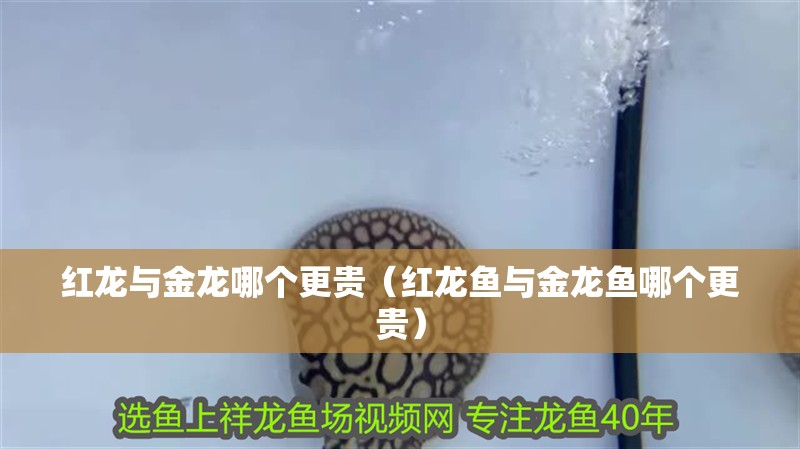 紅龍與金龍哪個更貴（紅龍魚與金龍魚哪個更貴）