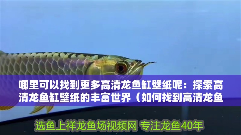 哪里可以找到更多高清龍魚缸壁紙呢：探索高清龍魚缸壁紙的豐富世界（如何找到高清龍魚缸壁紙）