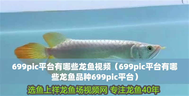 699pic平臺有哪些龍魚視頻（699pic平臺有哪些龍魚品種699pic平臺）