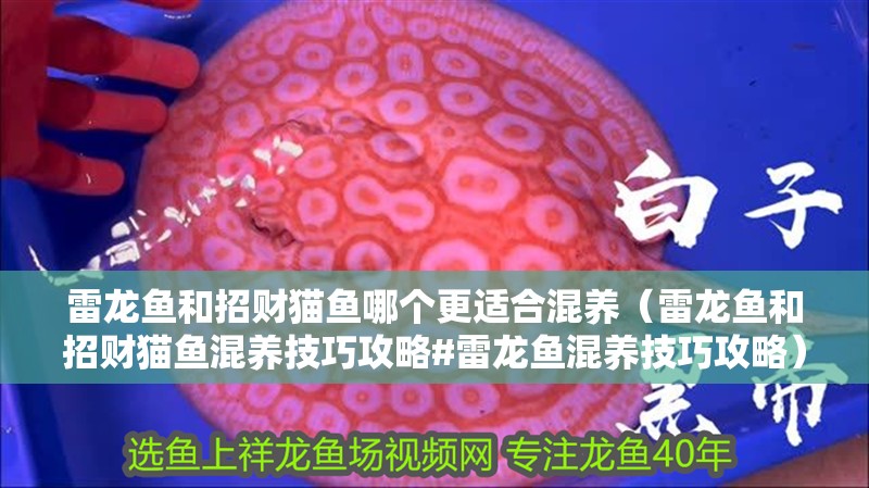 雷龍魚和招財貓魚哪個更適合混養（雷龍魚和招財貓魚混養技巧攻略#雷龍魚混養技巧攻略） 雷龍魚和招財貓魚哪個更適合混養（雷龍魚和招財貓魚混養技巧攻略#雷龍魚混養技巧攻略） 龍魚百科