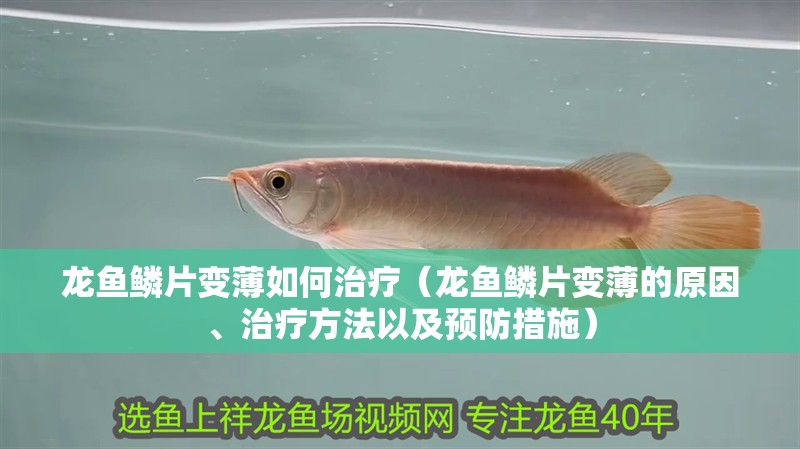 魚缸用增氧泵價格是多少:魚缸增氧機-xtrac增氧機-xtrac增氧機 龍魚鱗片變薄如何治療(龍魚鱗片變薄的原因、治療方法以及預防措施) 龍魚百科 龍魚鱗片變薄如何治療(龍魚鱗片變薄的原因、治療方法以及預防措施) 龍魚鱗片變薄如何治療(龍魚鱗片變薄的原因、治療方法以及預防措施) 龍魚百科