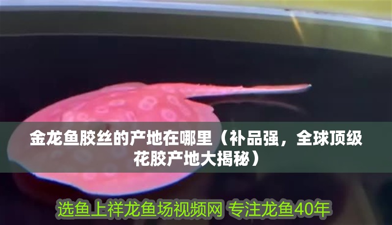 金龍魚膠絲的產地在哪里（補品強，全球頂級花膠產地大揭秘）
