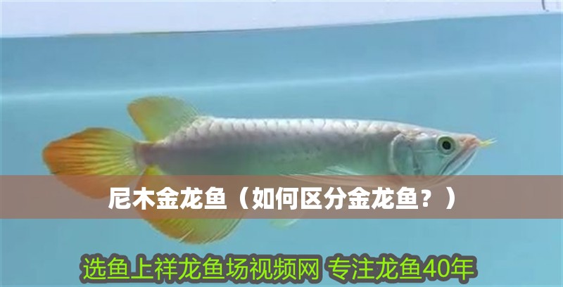 尼木金龍魚（如何區分金龍魚？）