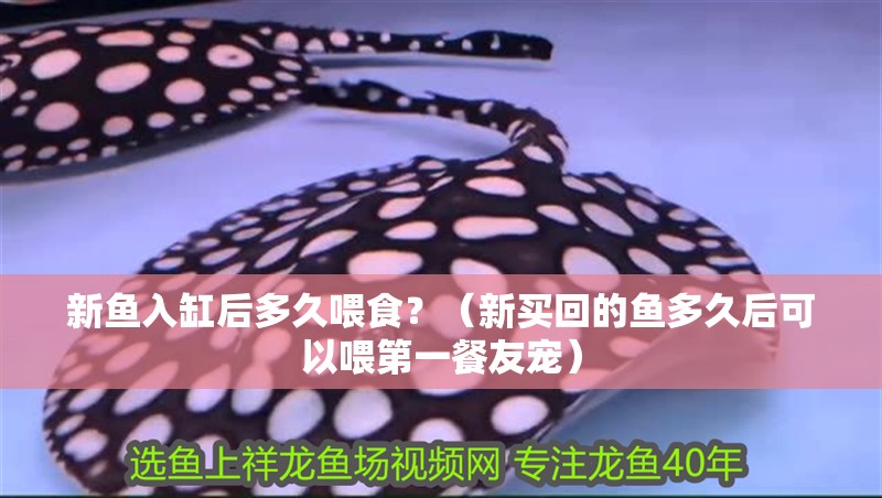 新魚入缸后多久喂食？（新買回的魚多久后可以喂第一餐友寵）