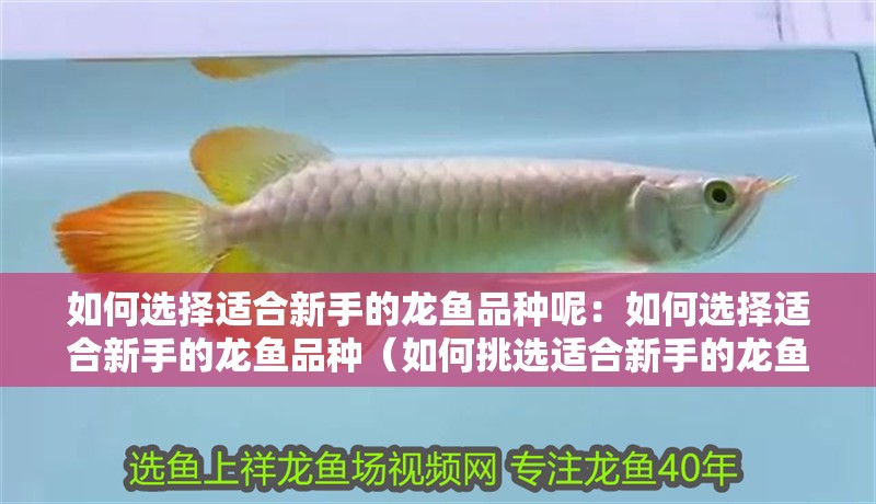 如何選擇適合新手的龍魚品種呢：如何選擇適合新手的龍魚品種（如何挑選適合新手的龍魚品種）