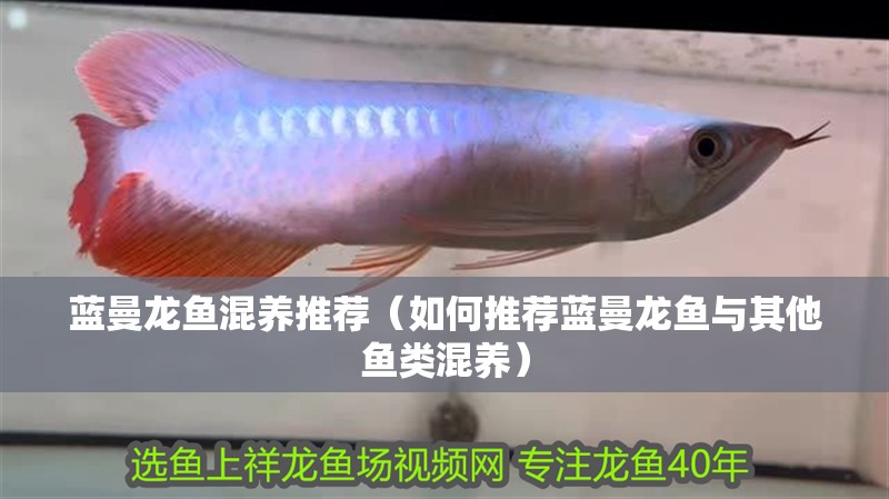 藍曼龍魚混養推薦（如何推薦藍曼龍魚與其他魚類混養）