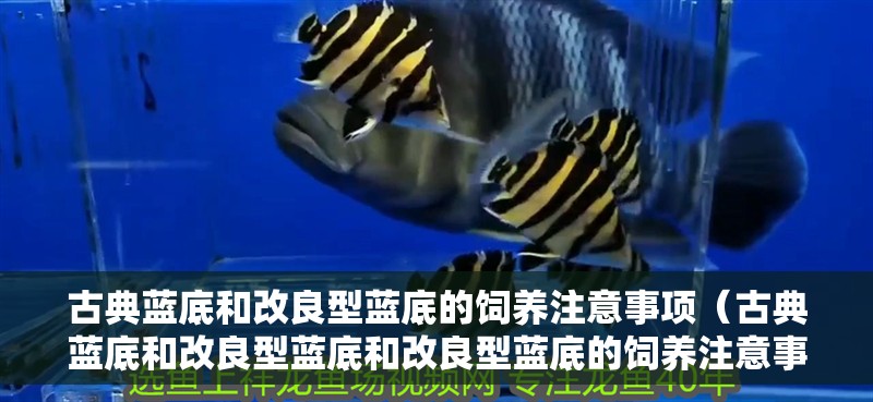 古典藍底和改良型藍底的飼養注意事項（古典藍底和改良型藍底和改良型藍底的飼養注意事項） 古典藍底和改良型藍底的飼養注意事項（古典藍底和改良型藍底和改良型藍底的飼養注意事項） 龍魚百科