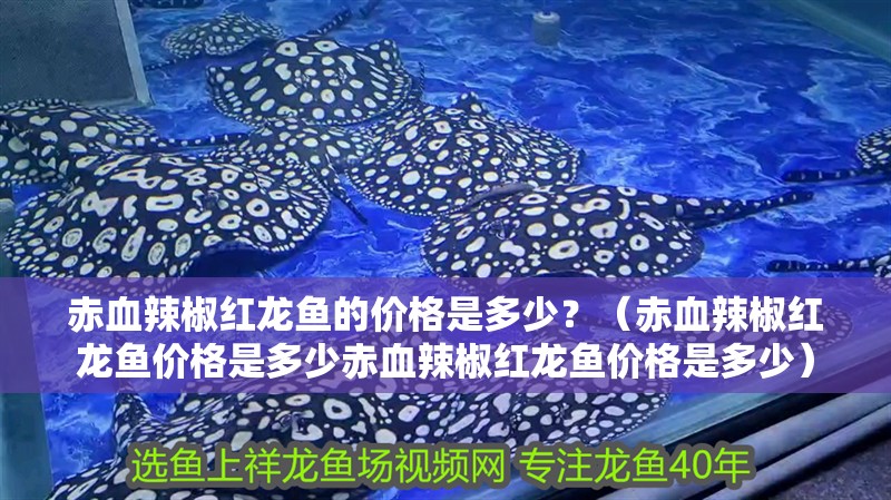 赤血辣椒紅龍魚的價(jià)格是多少？（赤血辣椒紅龍魚價(jià)格是多少赤血辣椒紅龍魚價(jià)格是多少）