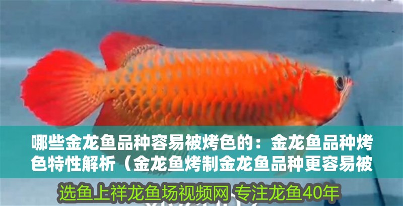 哪些金龍魚(yú)品種容易被烤色的：金龍魚(yú)品種烤色特性解析（金龍魚(yú)烤制金龍魚(yú)品種更容易被烤出誘人的色澤） 哪些金龍魚(yú)品種容易被烤色的：金龍魚(yú)品種烤色特性解析（金龍魚(yú)烤制金龍魚(yú)品種更容易被烤出誘人的色澤） 水族問(wèn)答