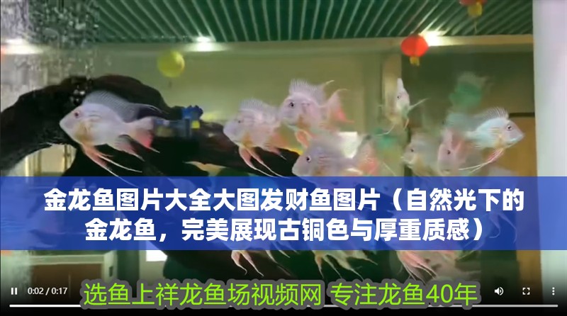 金龍魚圖片大全大圖發財魚圖片（自然光下的金龍魚，完美展現古銅色與厚重質感）
