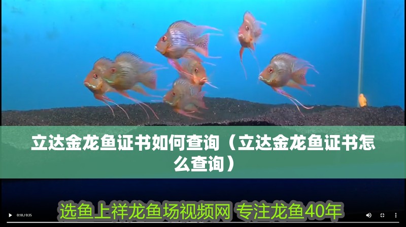 立達金龍魚證書如何查詢（立達金龍魚證書怎么查詢）