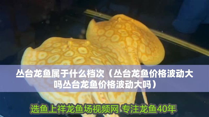 叢臺龍魚屬于什么檔次（叢臺龍魚價格波動大嗎叢臺龍魚價格波動大嗎） 叢臺龍魚屬于什么檔次（叢臺龍魚價格波動大嗎叢臺龍魚價格波動大嗎） 觀賞魚百科