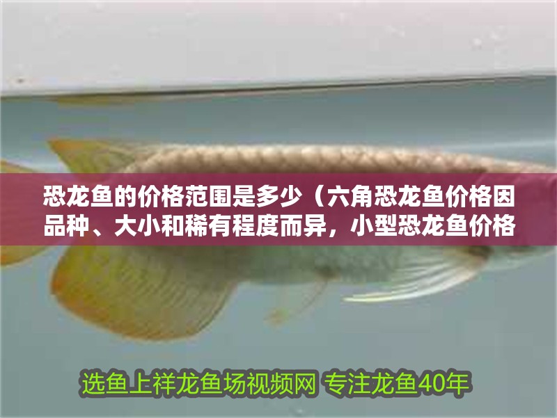 恐龍魚的價格范圍是多少（六角恐龍魚價格因品種、大小和稀有程度而異，小型恐龍魚價格在10美元之間） 恐龍魚的價格范圍是多少（六角恐龍魚價格因品種、大小和稀有程度而異，小型恐龍魚價格在10美元之間） 龍魚百科