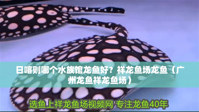 日喀則哪個水族館龍魚好？祥龍魚場龍魚（廣州龍魚祥龍魚場）